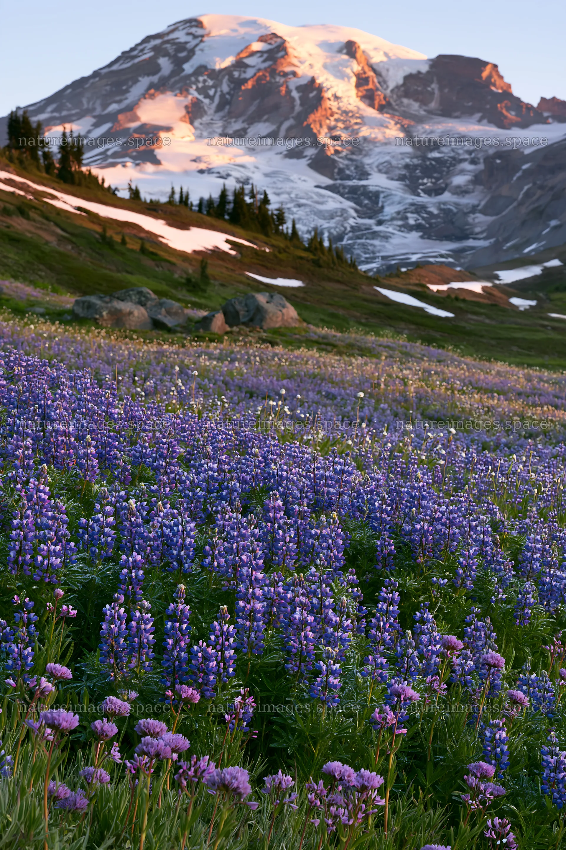 Mount Rainier wildflower meadow at sunrise – nature images 6480x9722