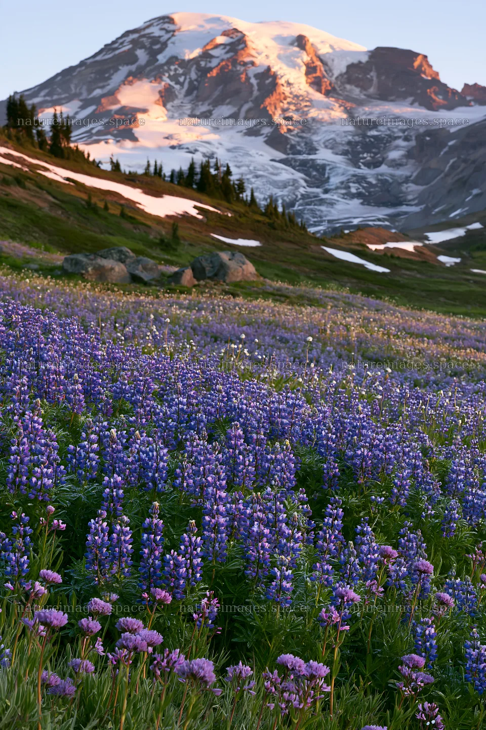 Mount Rainier wildflower meadow at sunrise – nature images 6480x9722