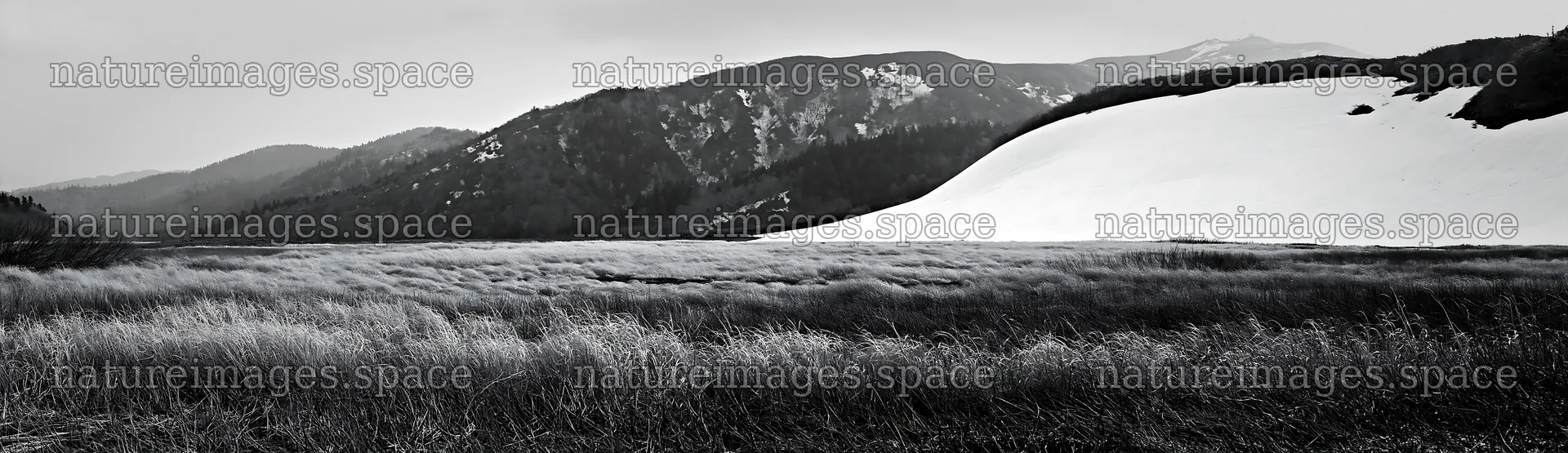 Akita snowmelt meadow with silver grasses in the mountains – nature images 14762x4268