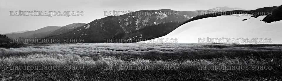 Akita snowmelt meadow with silver grasses in the mountains – nature images 14762x4268