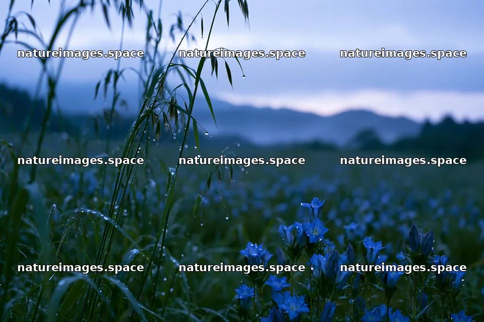 Iwate rain refreshed meadow seedhead foreground – nature images 9722x6480
