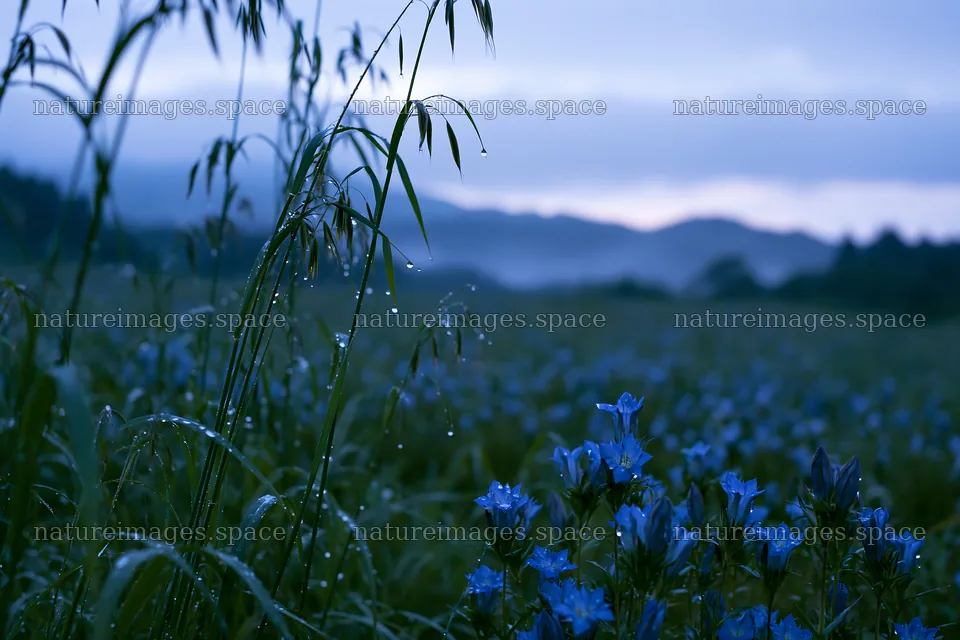 Iwate rain refreshed meadow seedhead foreground – nature images 9722x6480