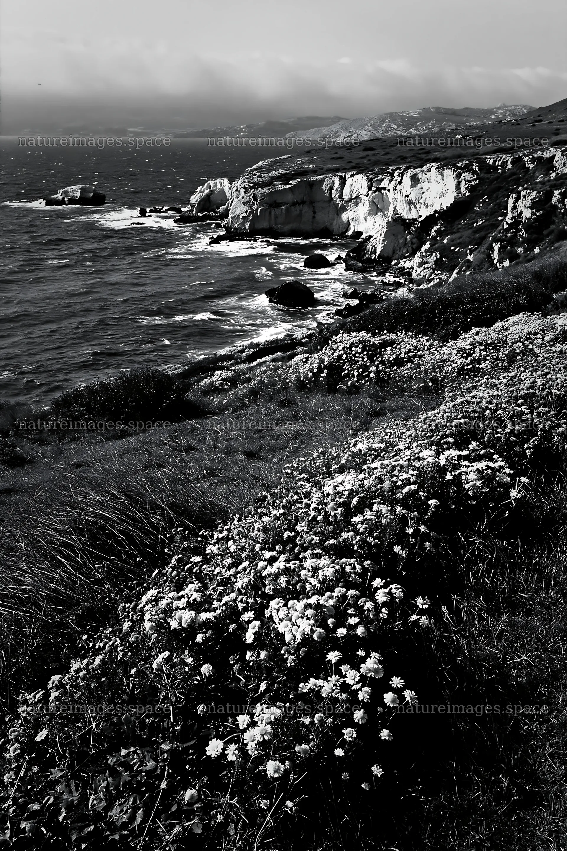 Italian meadow along rocky coast with flowers and sea view – nature images 6480x9722
