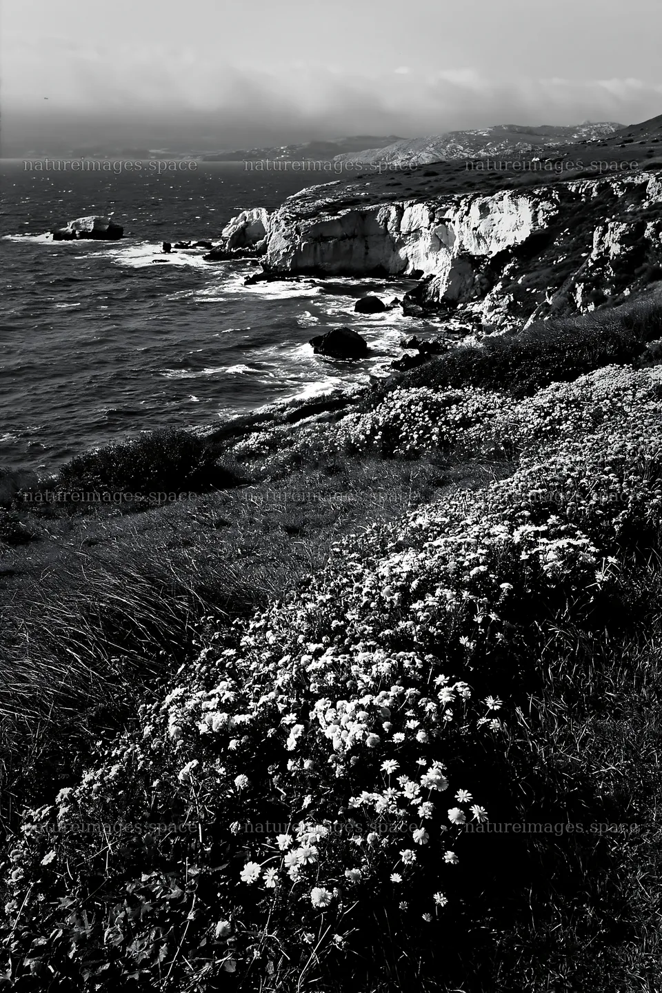 Italian meadow along rocky coast with flowers and sea view – nature images 6480x9722