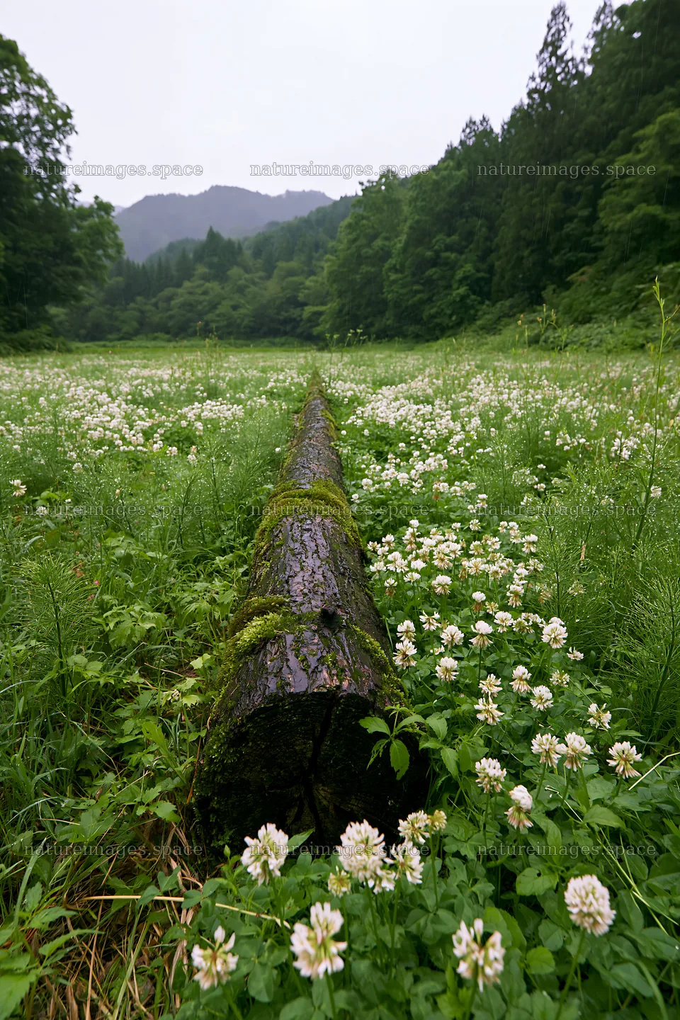 Mossy log in low carbon meadow in Gifu – nature images 6480x9722