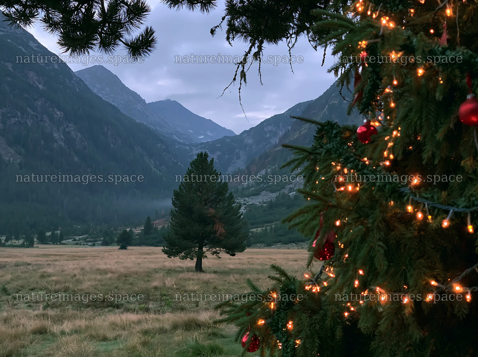 Christmas tree in mountain valley meadow – nature images 9174x6866