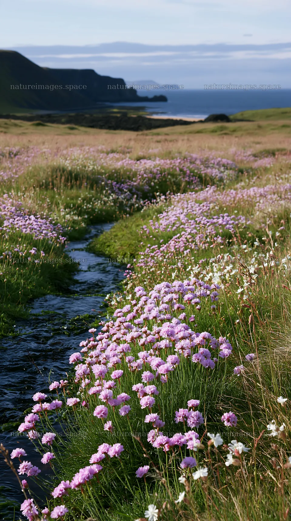 High contrast wildflower stream meadow in nature – nature images 5938x10608