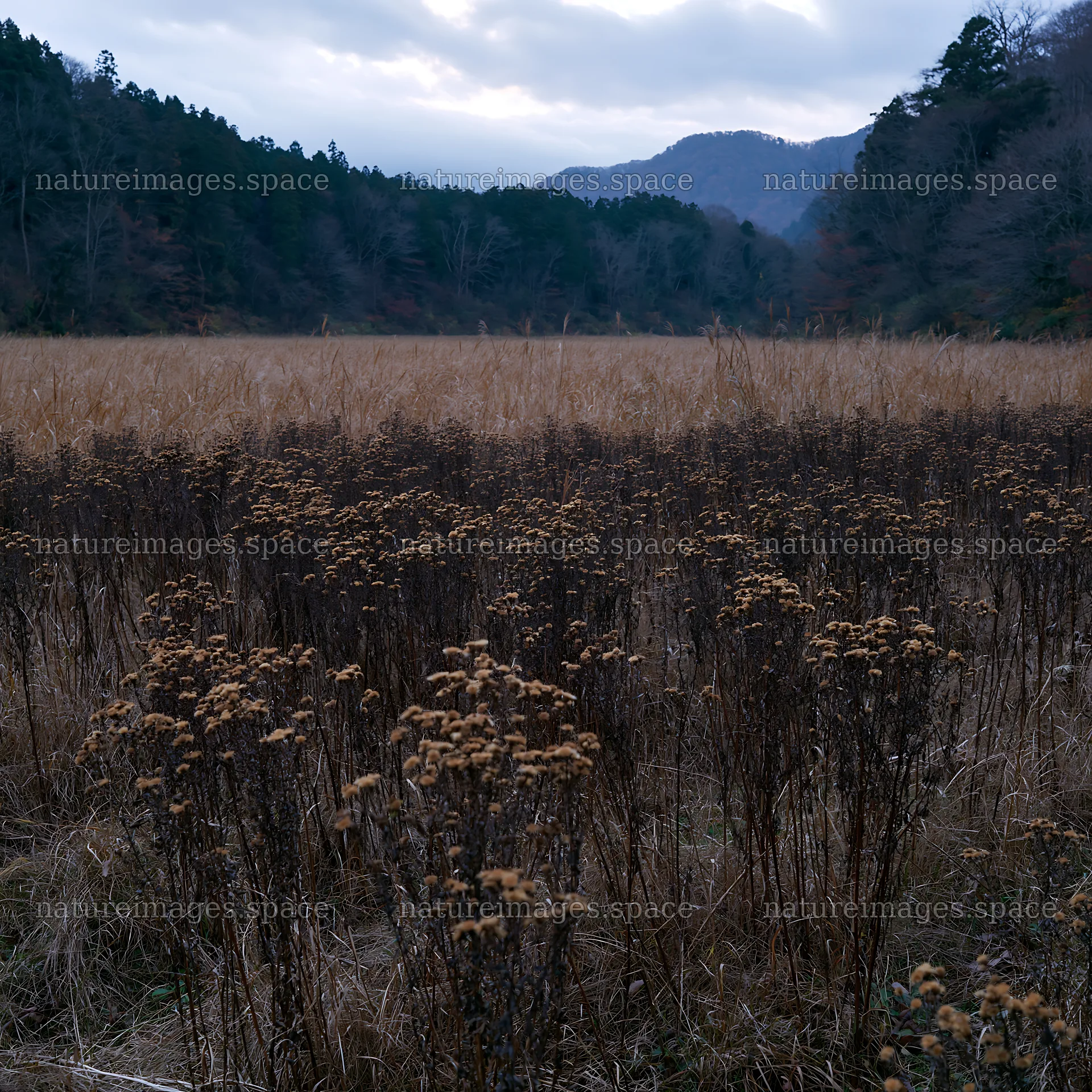 Ehime twilight meadow with dry seedheads – nature images 7938x7938