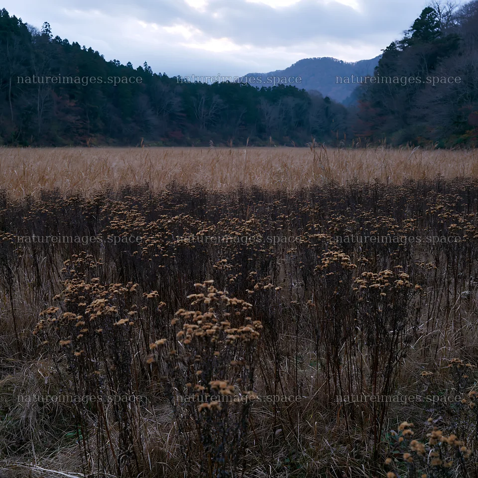 Ehime twilight meadow with dry seedheads – nature images 7938x7938