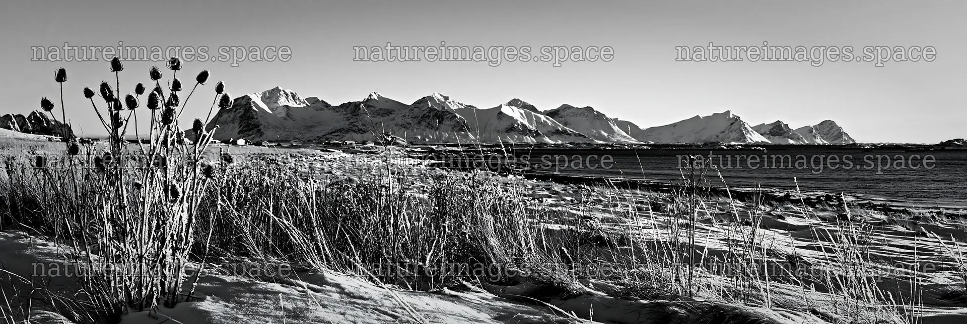 Lofoten coastal meadow winter snow under clear blue sky – nature images 13690x4602