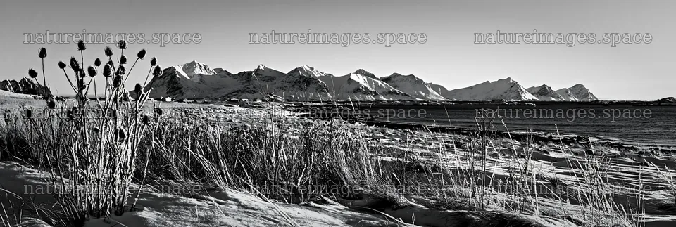 Lofoten coastal meadow winter snow under clear blue sky – nature images 13690x4602