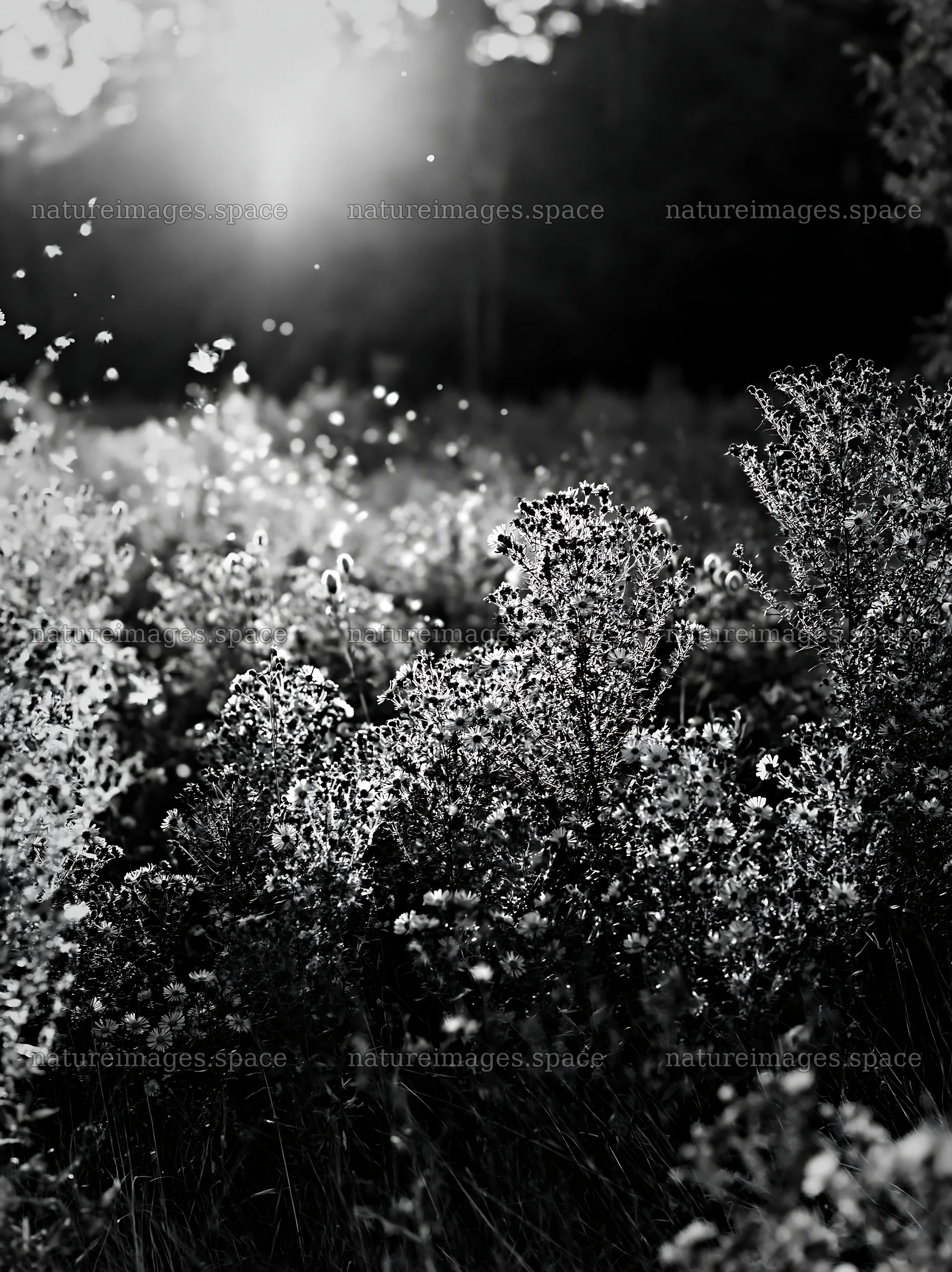 Colorful aster meadow under soft sunlight in the evening – nature images 6866x9174