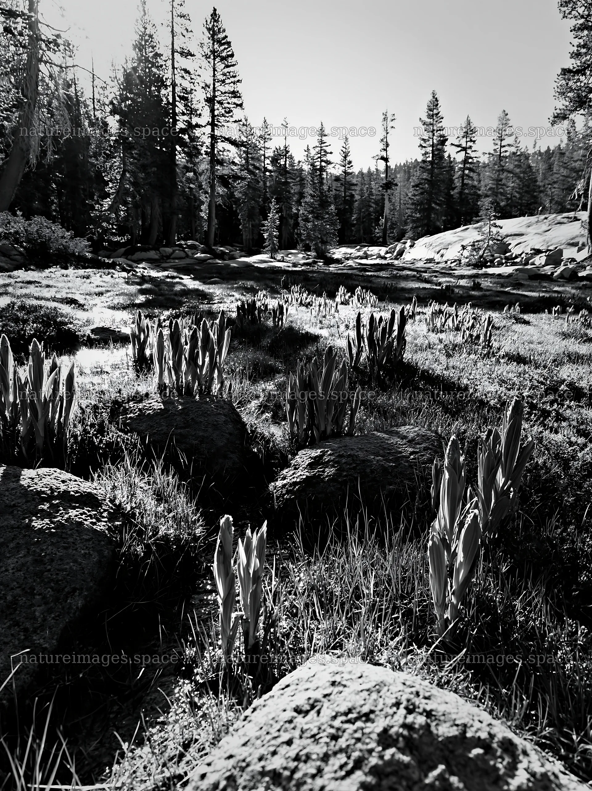 Mountain pass meadow with rocks and plants in black and white – nature images 6866x9174