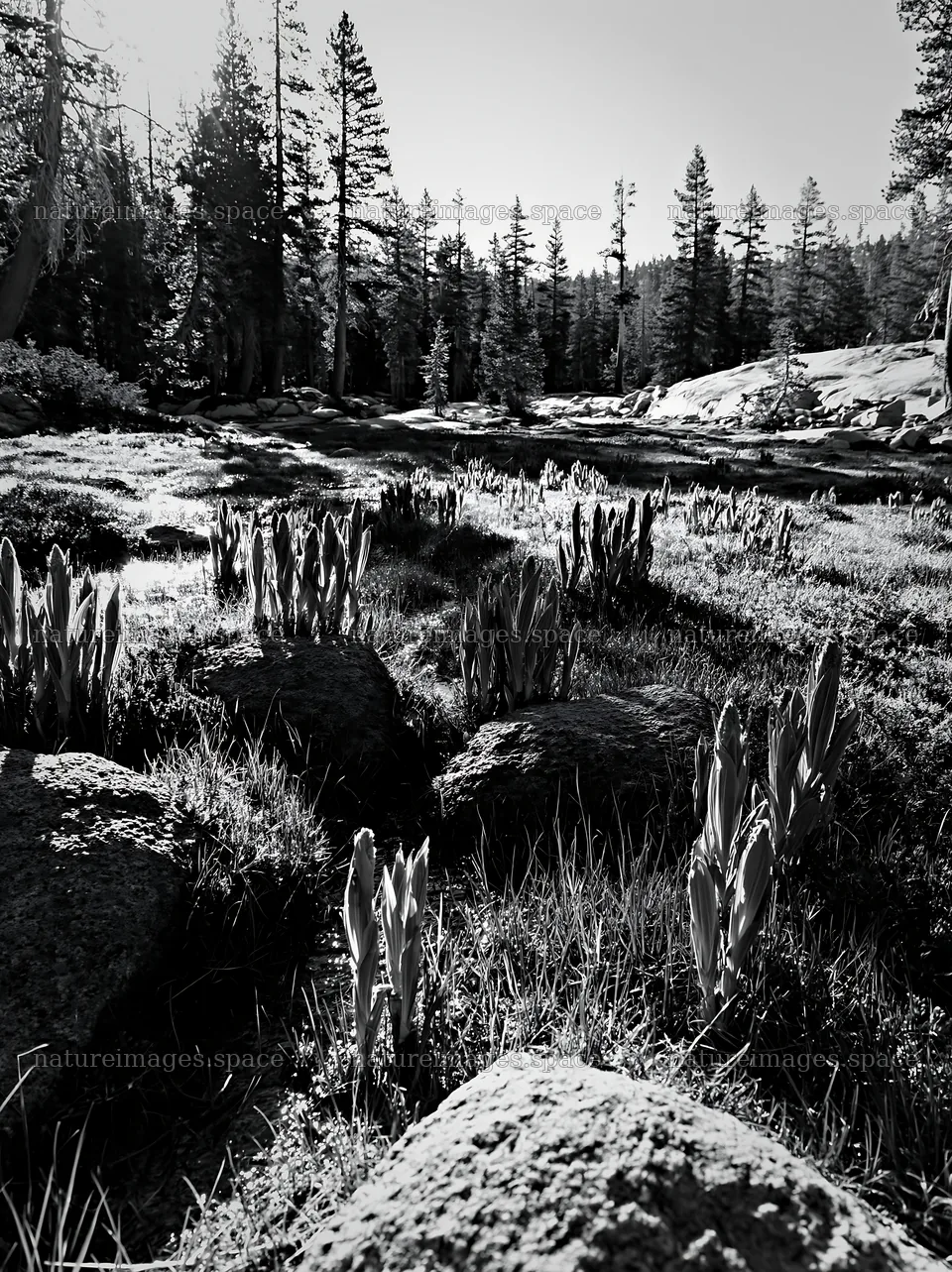 Mountain pass meadow with rocks and plants in black and white – nature images 6866x9174