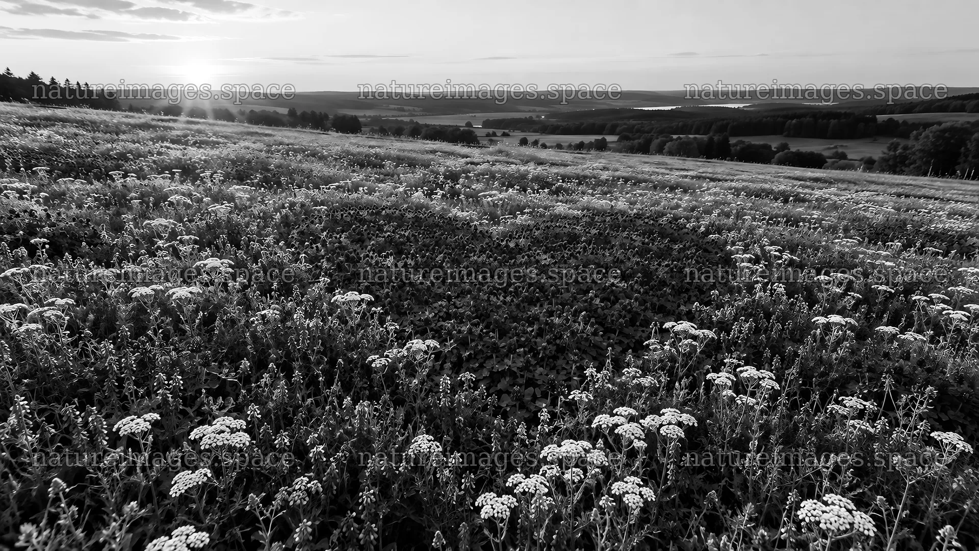 Heart-Shaped Meadow Pattern in Black and White – nature images 10324x5812