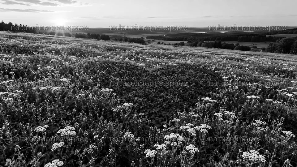 Heart-Shaped Meadow Pattern in Black and White – nature images 10324x5812
