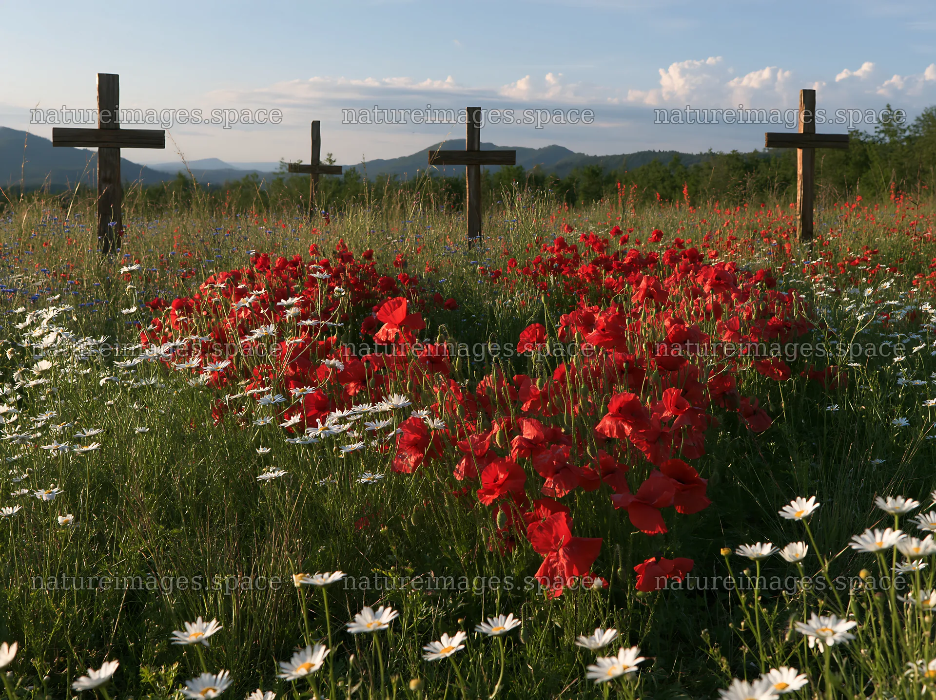 Four wooden crosses in a meadow with flowers – nature images 9174x6866