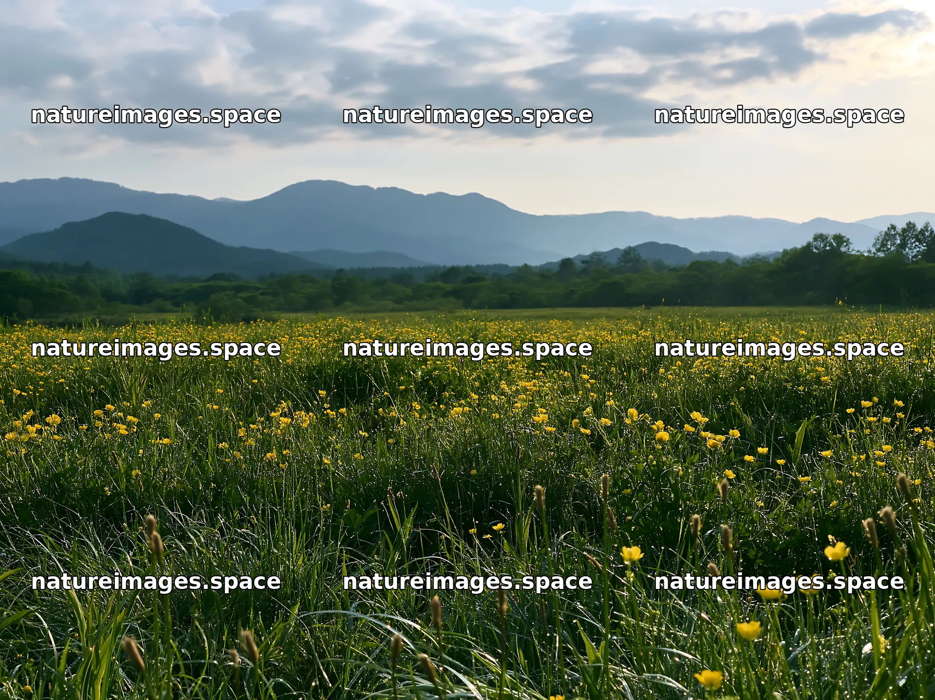 Iwate rain refreshed meadow seedhead foreground – nature images 9174x6866