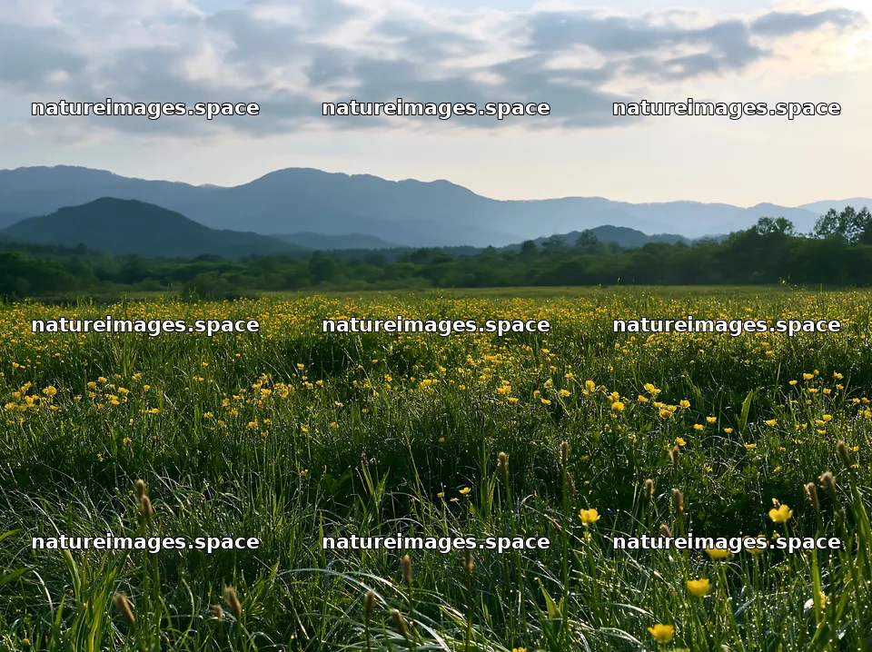 Iwate rain refreshed meadow seedhead foreground – nature images 9174x6866