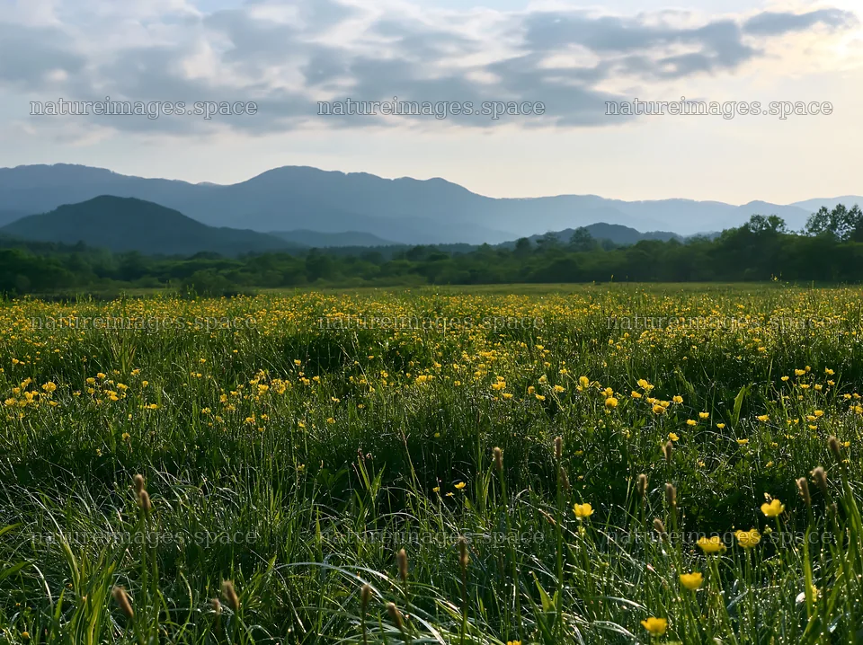 Iwate rain refreshed meadow seedhead foreground – nature images 9174x6866