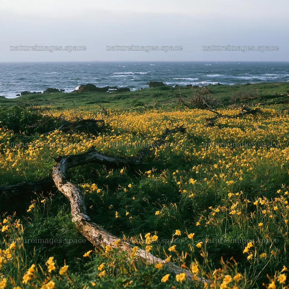 Ishikawa coastal meadow with driftwood and wildflowers – nature images 7938x7938