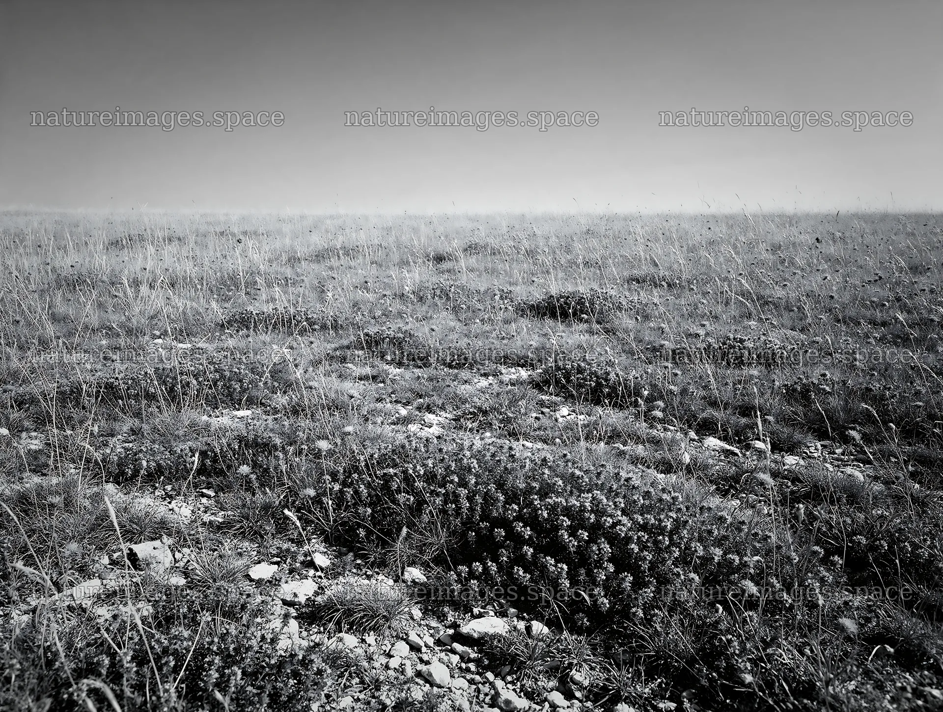 Sunny meadow with wild thyme in black and white – nature images 9134x6898