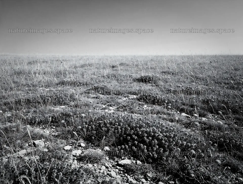 Sunny meadow with wild thyme in black and white – nature images 9134x6898