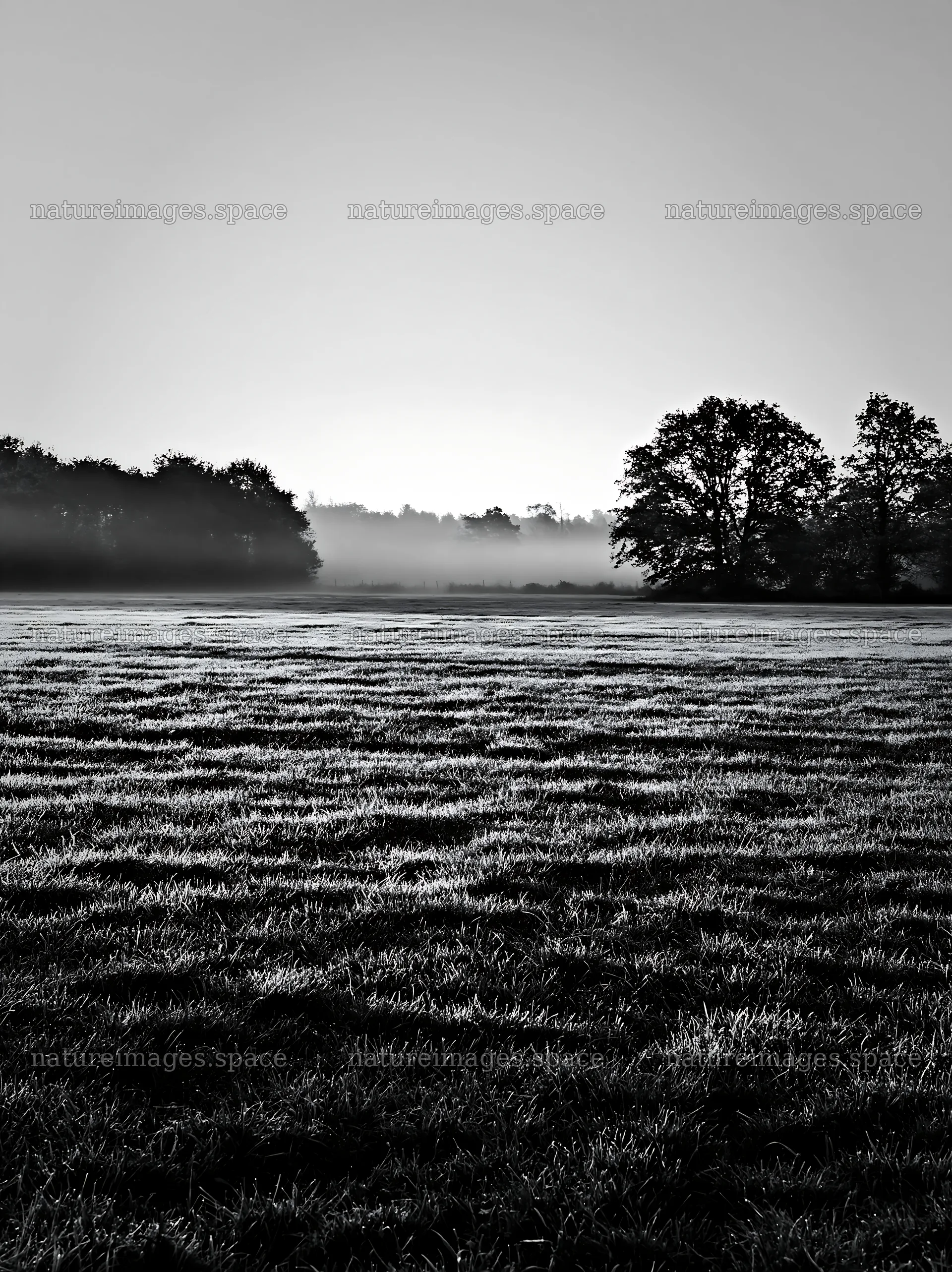 Frosty meadow at sunrise with trees and mist in the distance – nature images 6866x9174