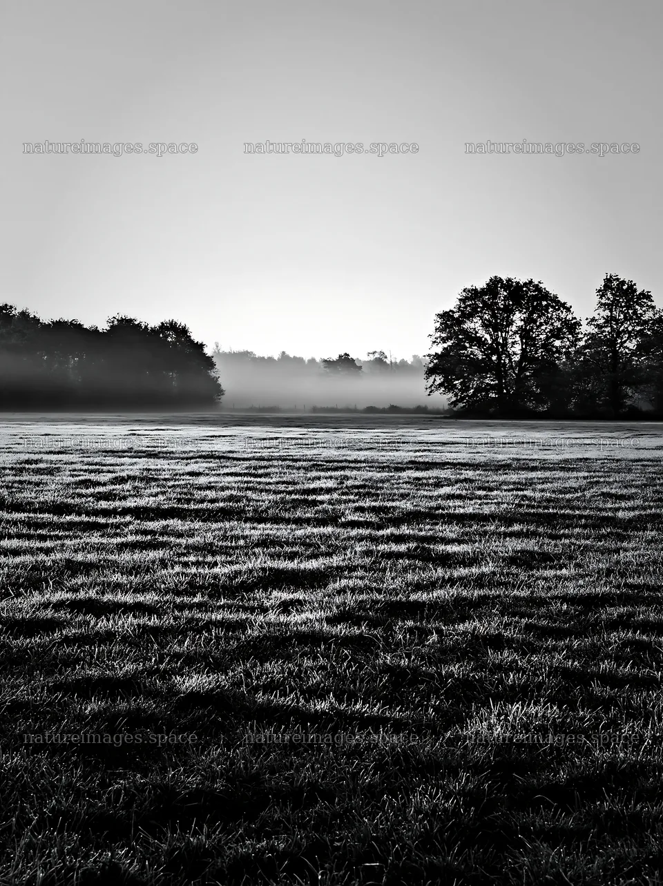 Frosty meadow at sunrise with trees and mist in the distance – nature images 6866x9174