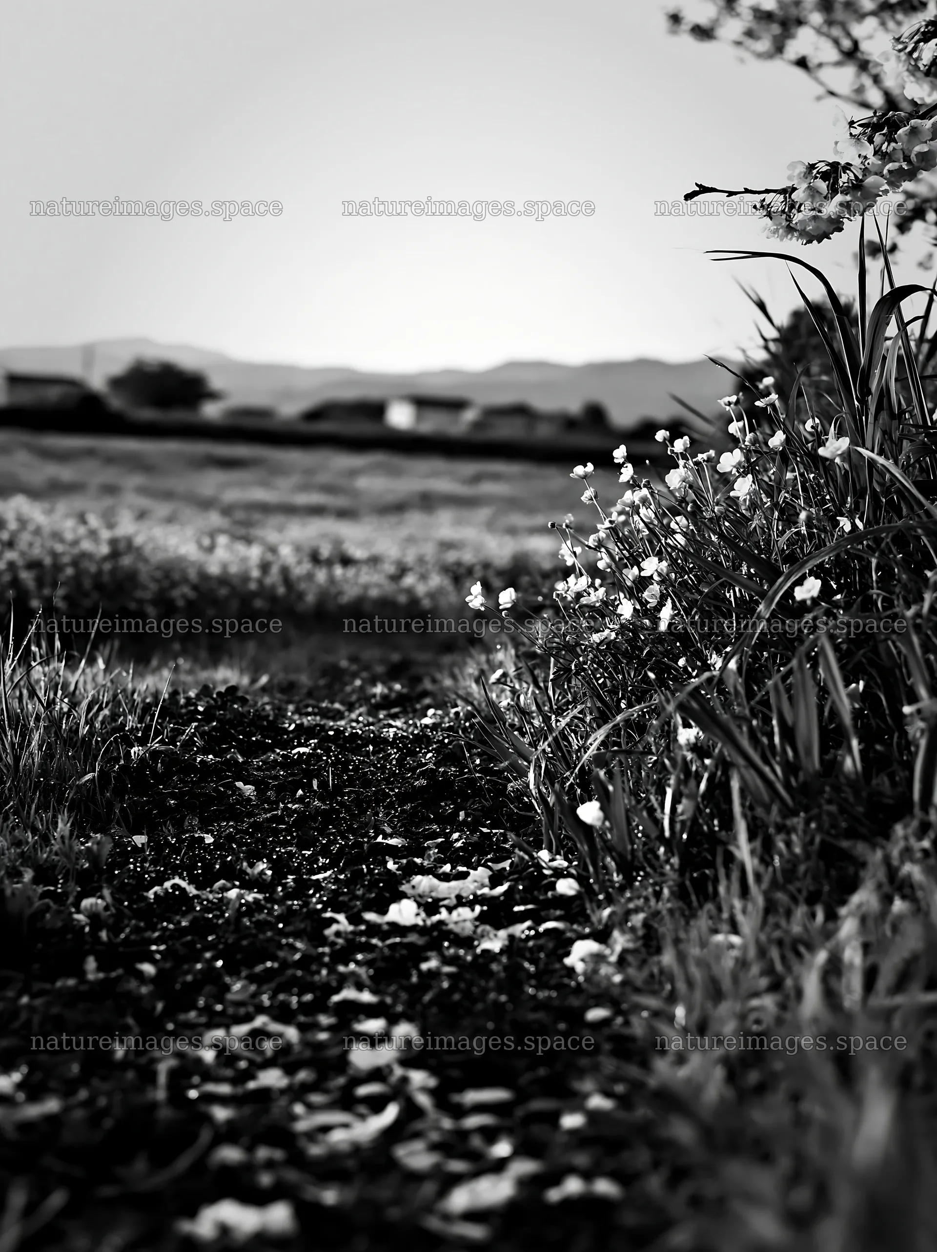 Fukuoka spring meadow with fallen blossoms in foreground – nature images 6866x9174