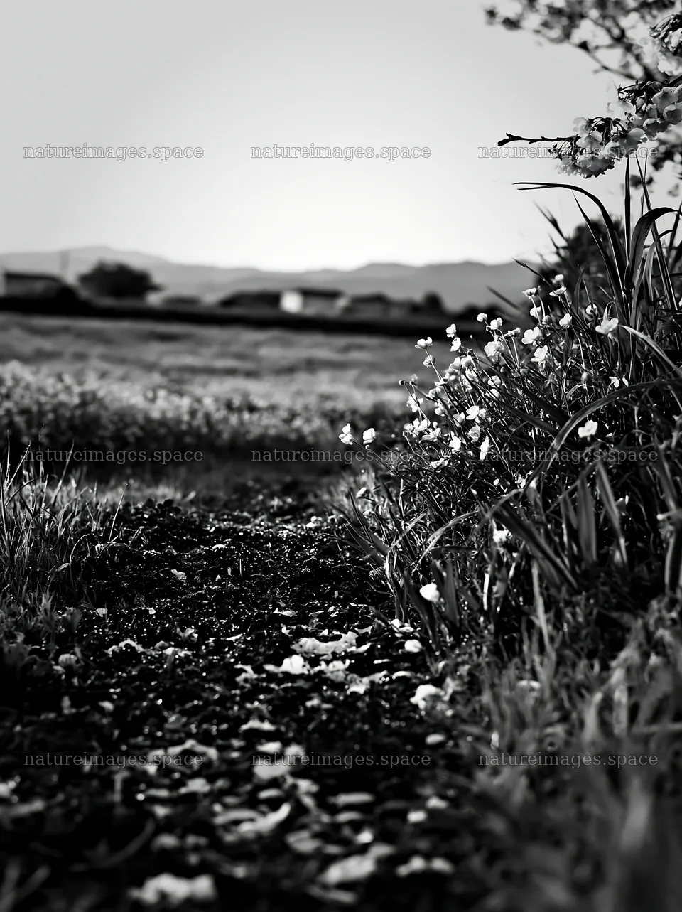Fukuoka spring meadow with fallen blossoms in foreground – nature images 6866x9174
