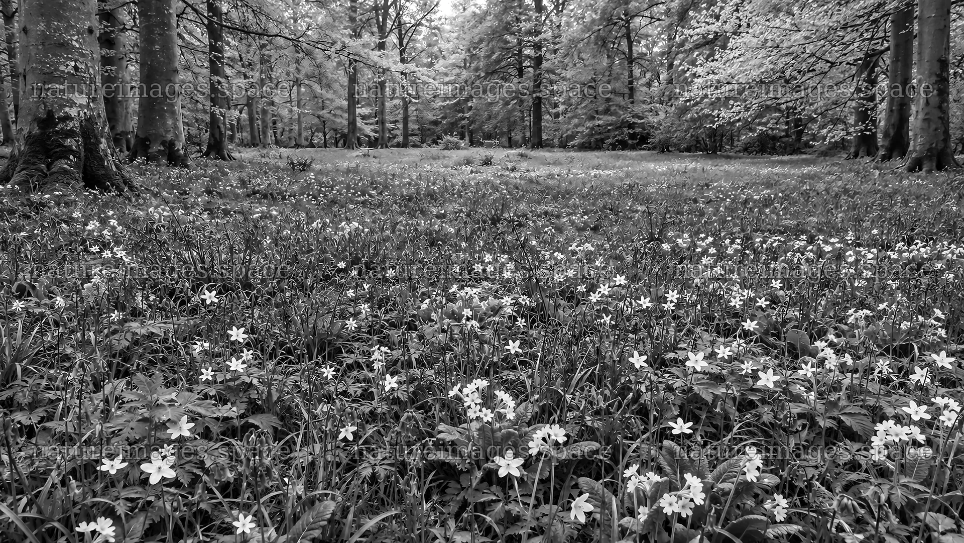 Monochrome Woodland Clearing with Wildflowers – nature images 10324x5812