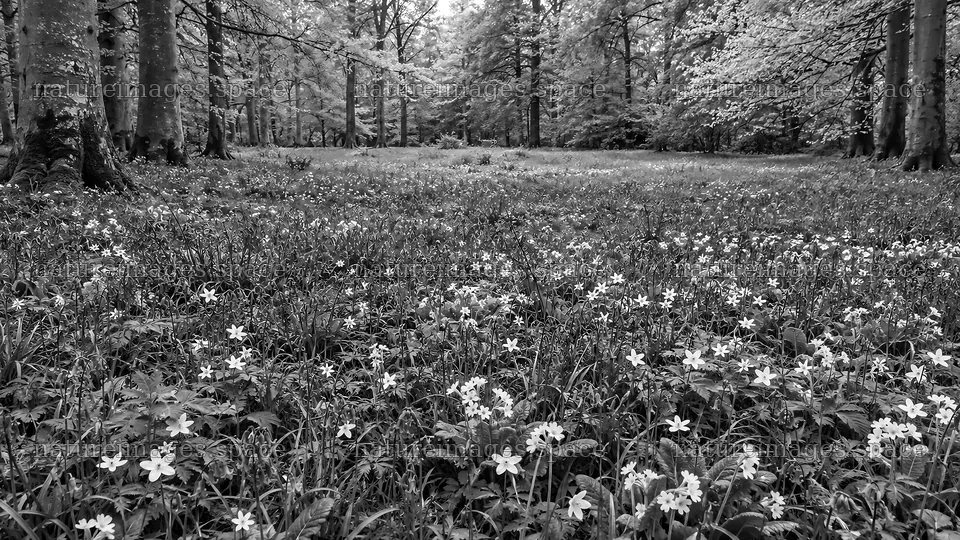 Monochrome Woodland Clearing with Wildflowers – nature images 10324x5812