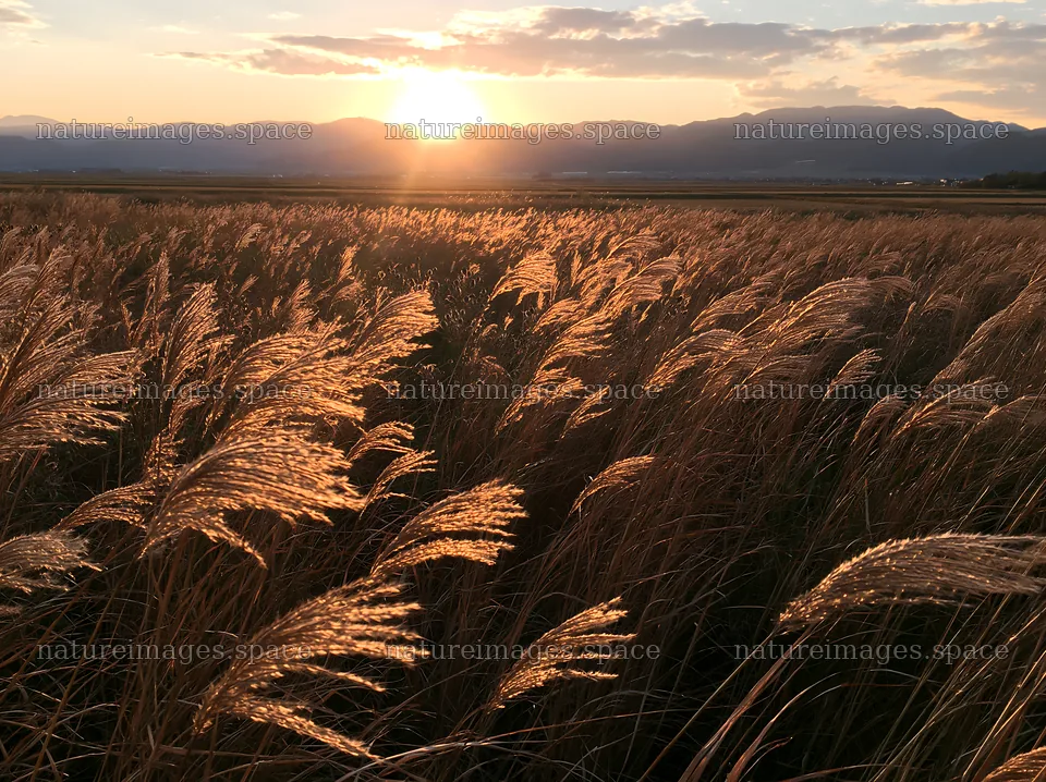 Shiga wetland meadow climate adaptation reeds at sunset – nature images 9174x6866