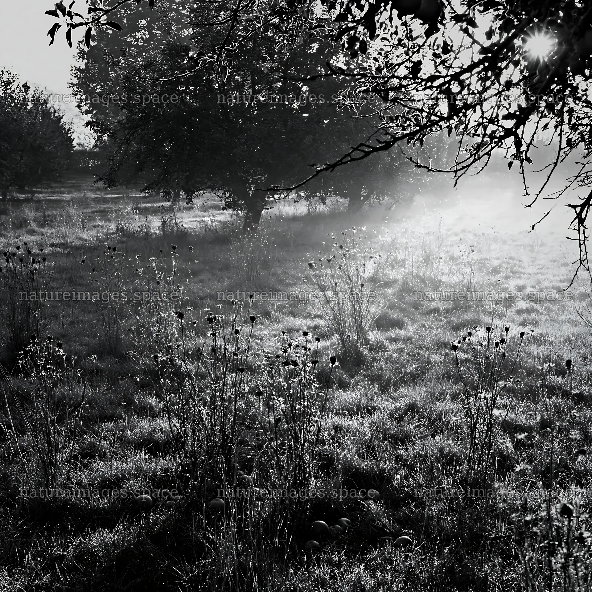 Foggy orchard meadow with trees and plants in early morning light – nature images 7938x7938