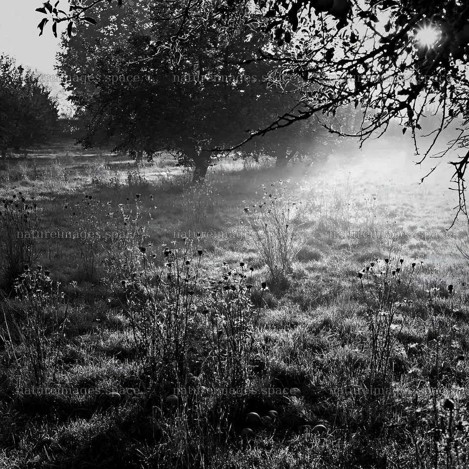 Foggy orchard meadow with trees and plants in early morning light – nature images 7938x7938