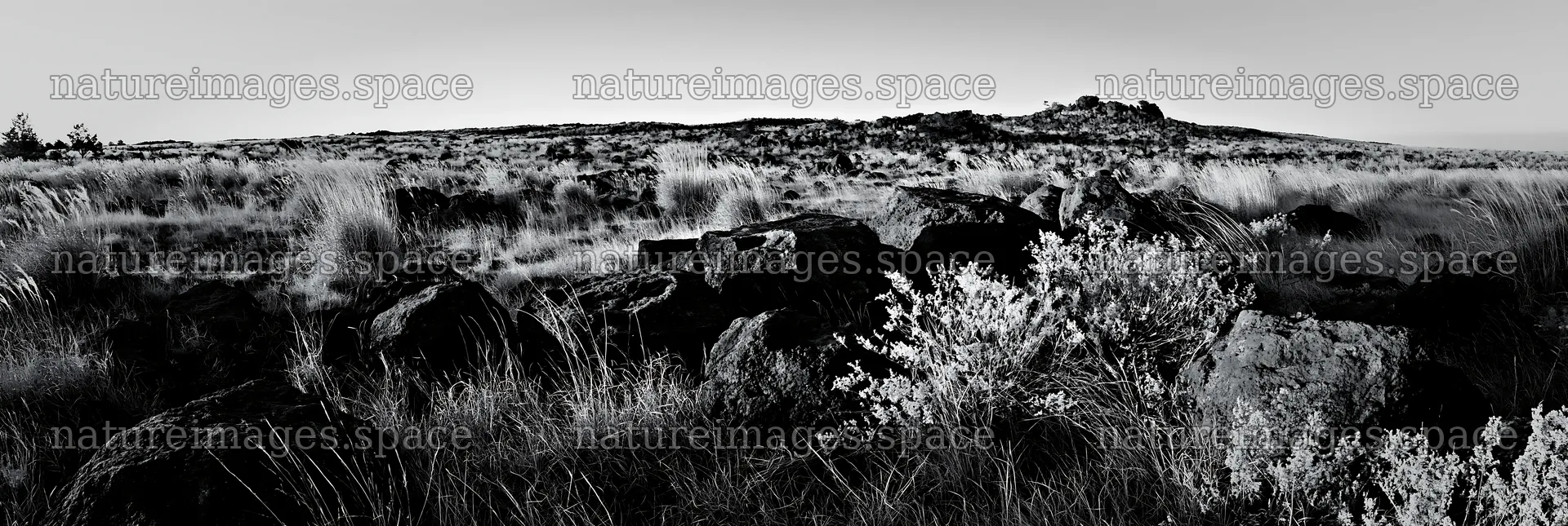 Kanagawa heat resilient meadow with volcanic stones – nature images 13690x4602