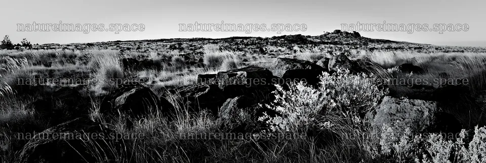 Kanagawa heat resilient meadow with volcanic stones – nature images 13690x4602