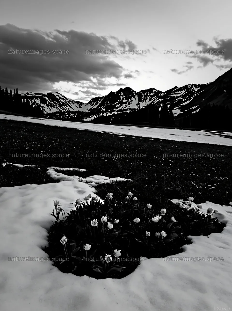 Snowbound meadow with flowers in mountain landscape – nature images 6866x9174