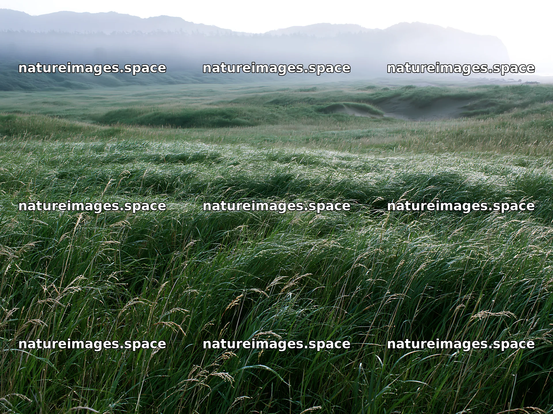 Tottori windy meadow with dune grasses in soft light – nature images 9174x6866