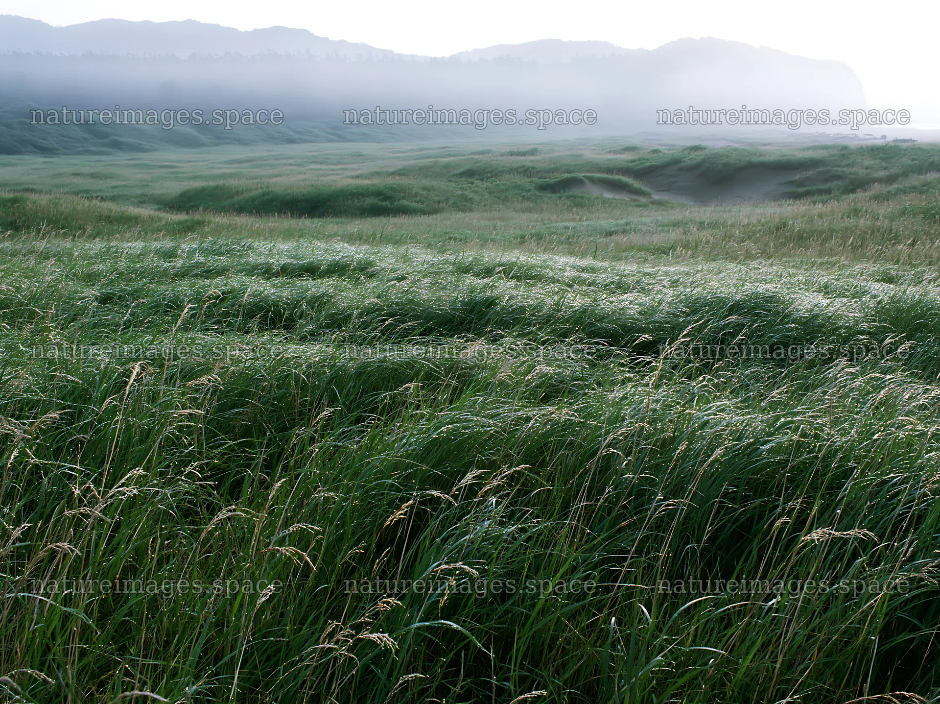 Tottori windy meadow with dune grasses in soft light – nature images 9174x6866