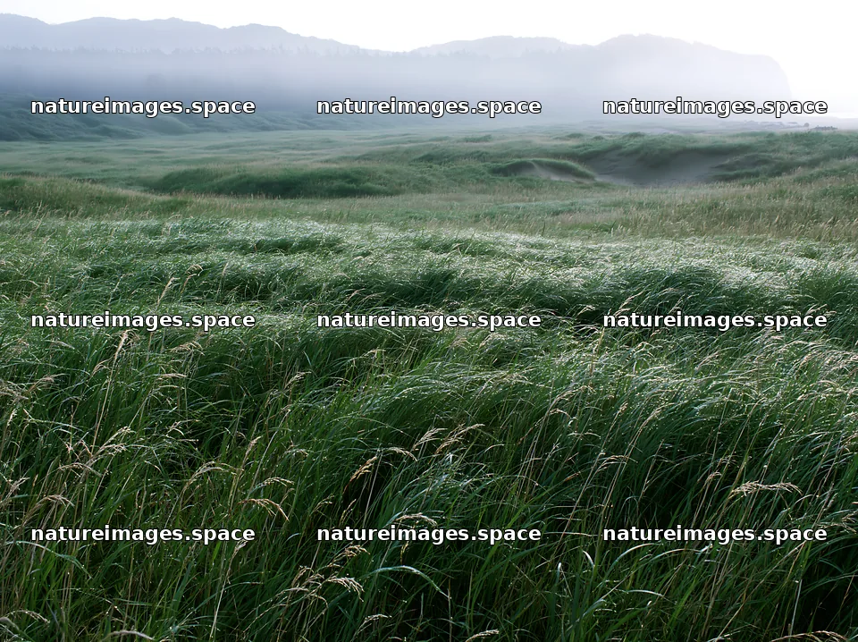 Tottori windy meadow with dune grasses in soft light – nature images 9174x6866