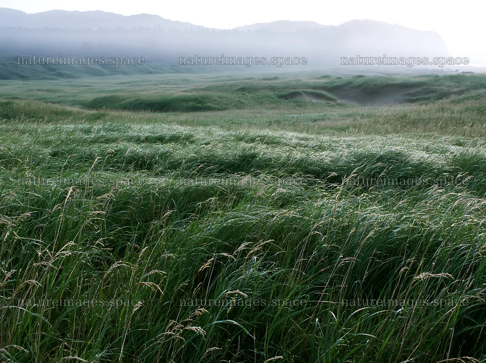 Tottori windy meadow with dune grasses in soft light – nature images 9174x6866