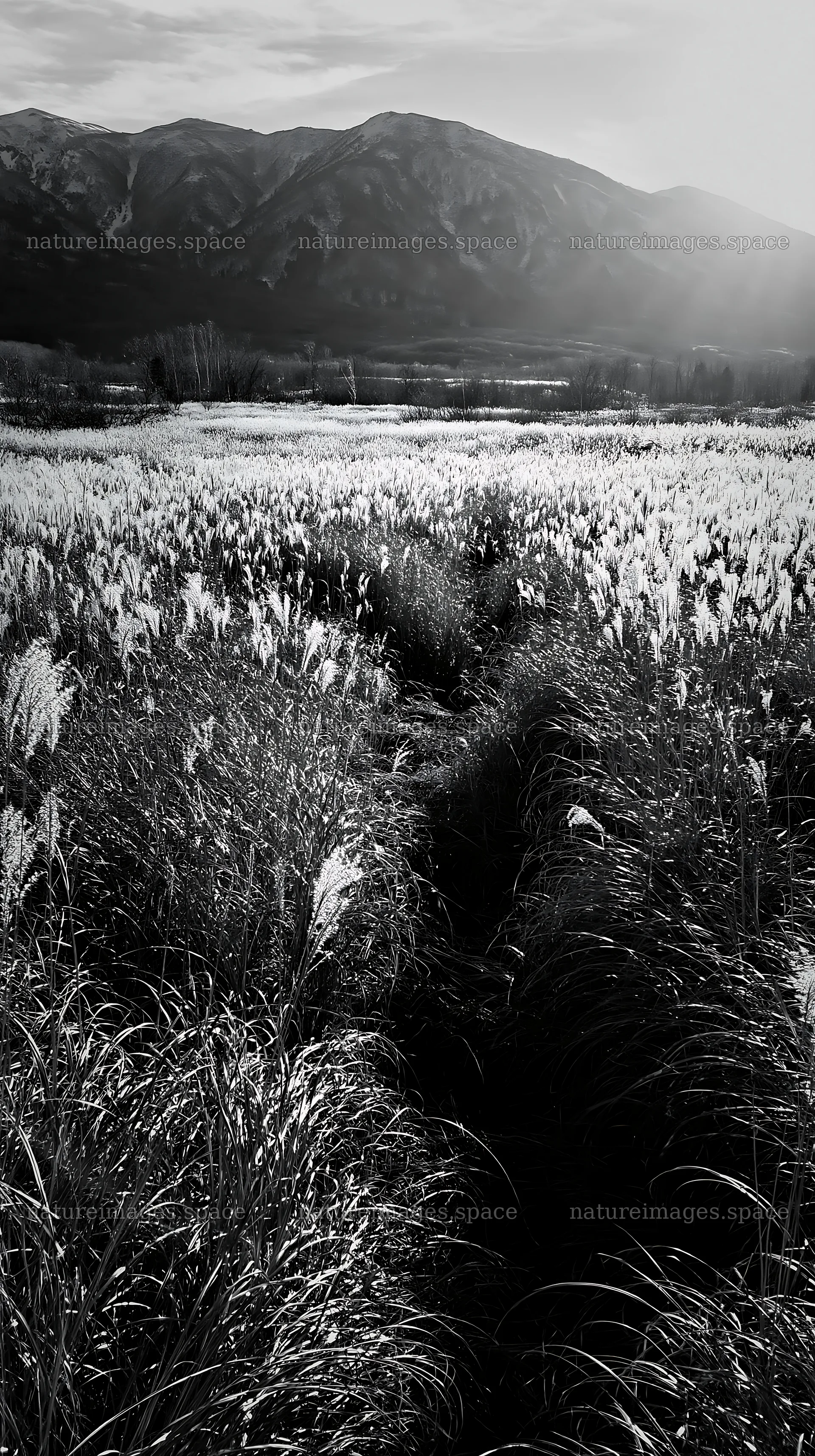 Hokkaido silver grass meadow with mountains and pathway – nature images 5938x10608