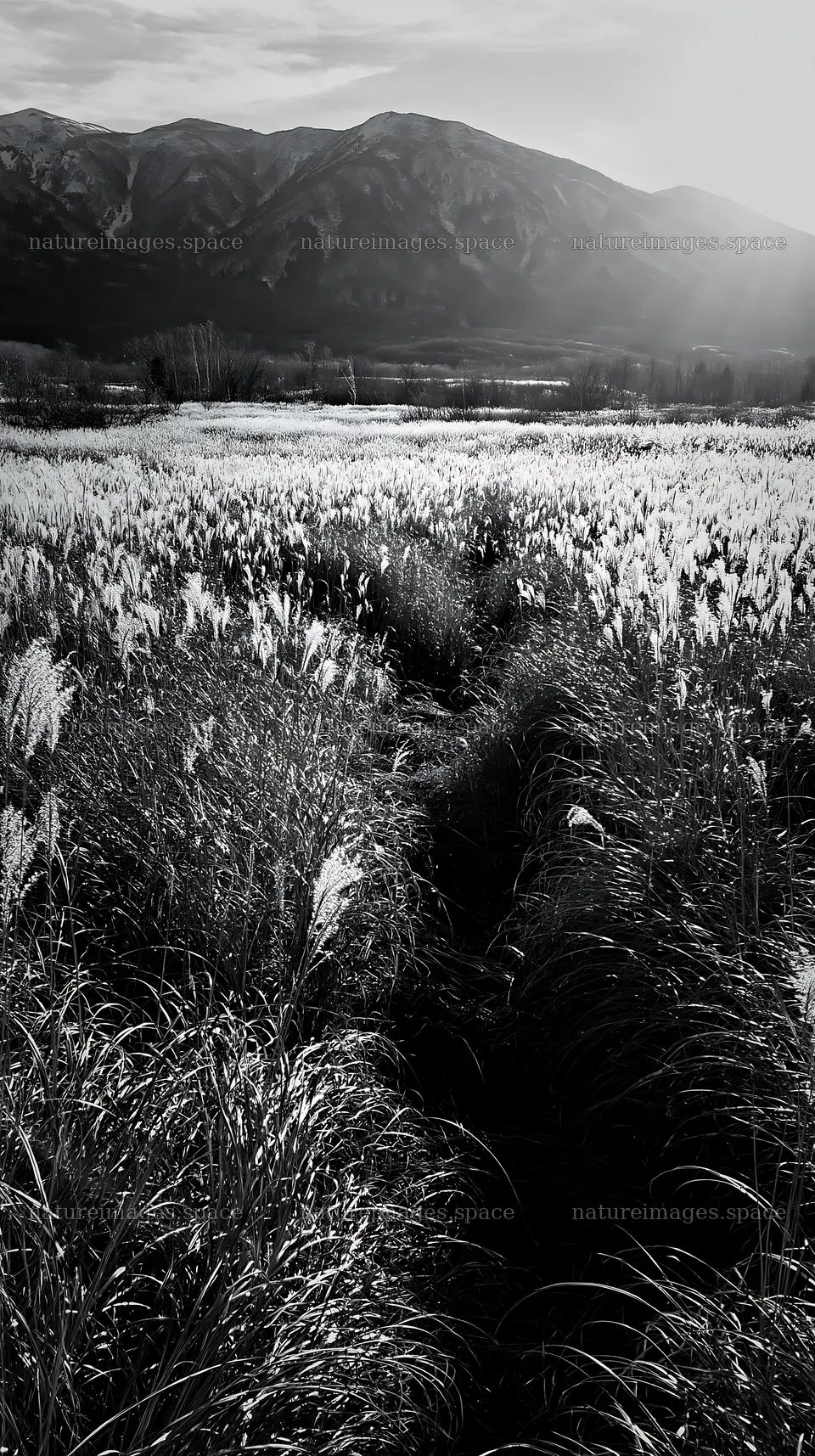 Hokkaido silver grass meadow with mountains and pathway – nature images 5938x10608