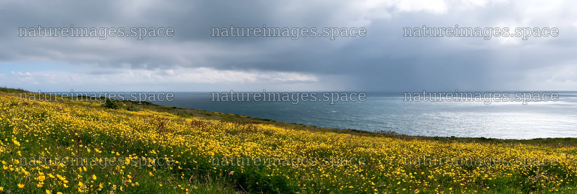 Meadow flowers overlooking the Atlantic coast in Portugal – nature images 13690x4602