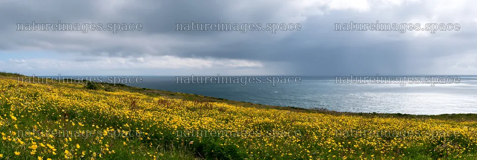 Meadow flowers overlooking the Atlantic coast in Portugal – nature images 13690x4602