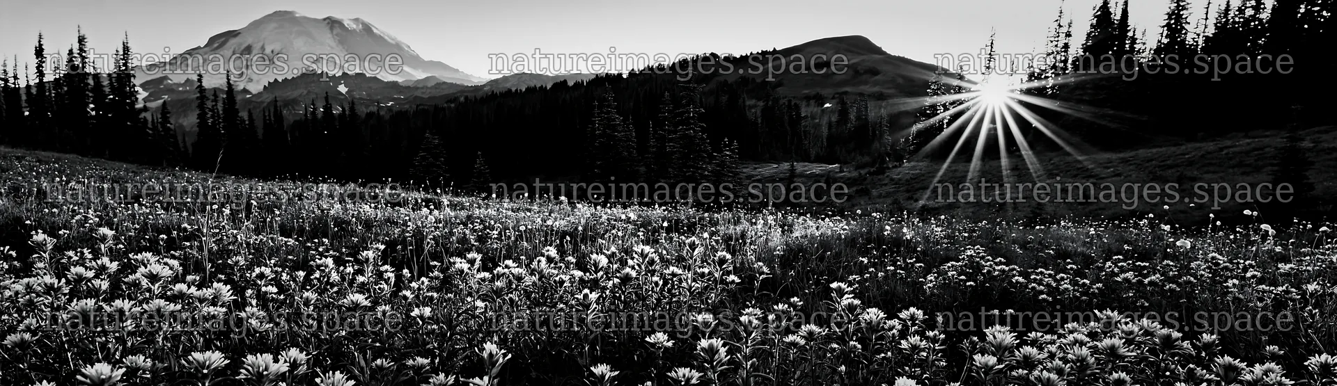 Mount Rainier wildflower meadow at sunrise – nature images 14762x4268