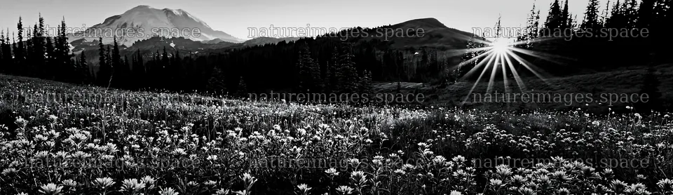 Mount Rainier wildflower meadow at sunrise – nature images 14762x4268