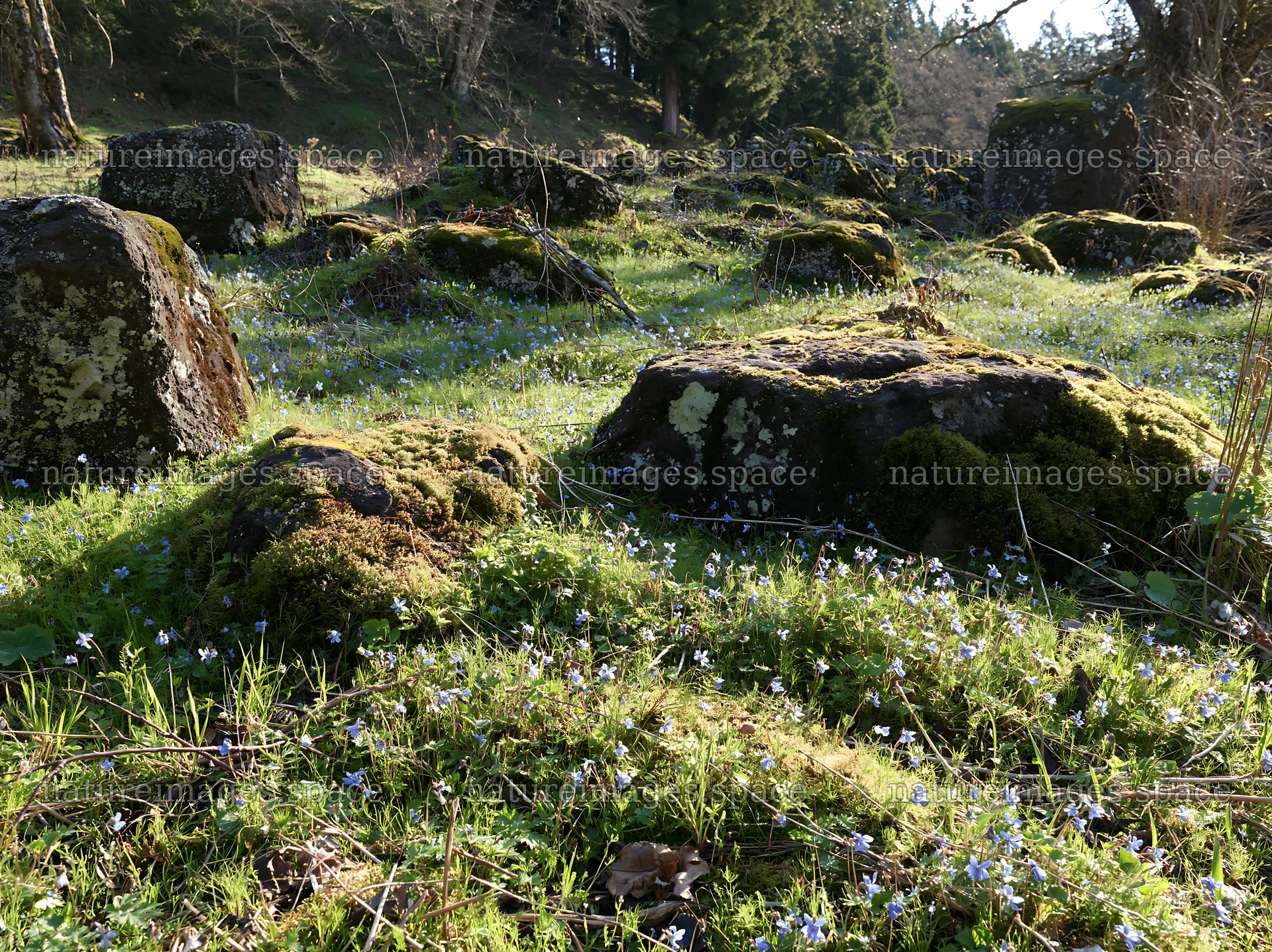 Miyagi spring recovery meadow mossy stone surrounded by flowers – nature images 9174x6866